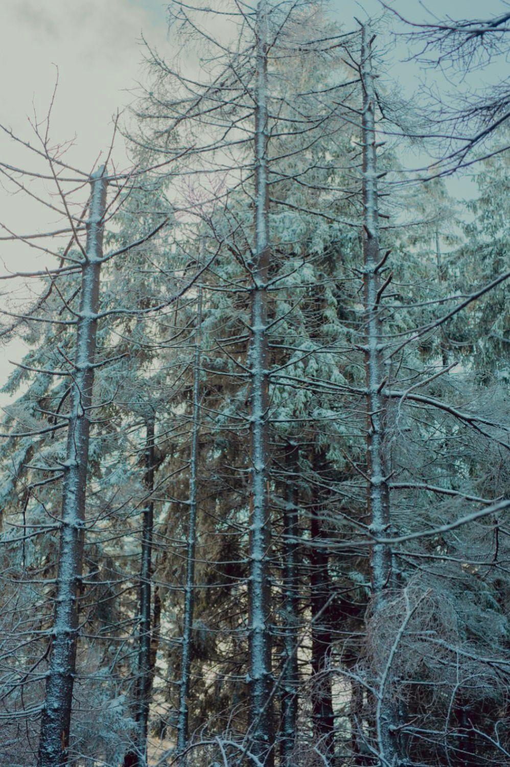 Wataha Pod Basztami - Alfa - Domki Caloroczne Radkow Exterior photo